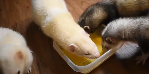 What Are the Benefits of Raw Eggs for Ferrets