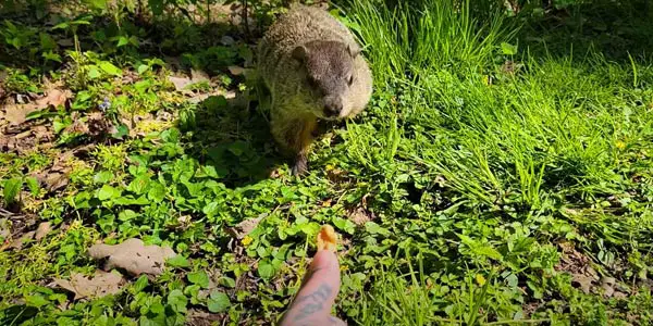 What Brings Groundhogs To Your Property