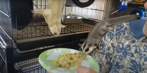 What Can I Feed My Sugar Gliders