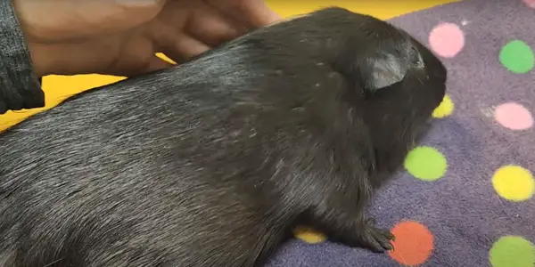 What Causes Guinea Pig Twitching