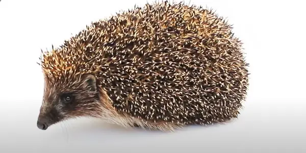 What Do You Need To Keep In Mind While Petting Hedgehogs