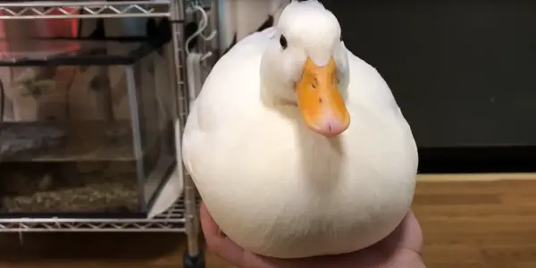 What Does It Imply When A Duck Quacks Too Much