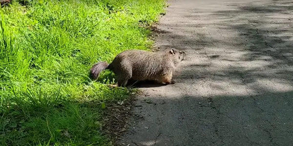 What Is A Groundhog's Typical Lifespan