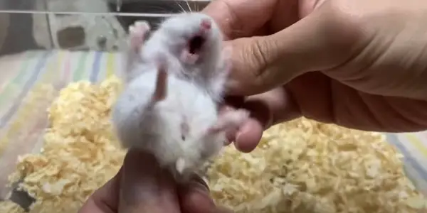 What Other Types of Sounds Do Hamsters Make
