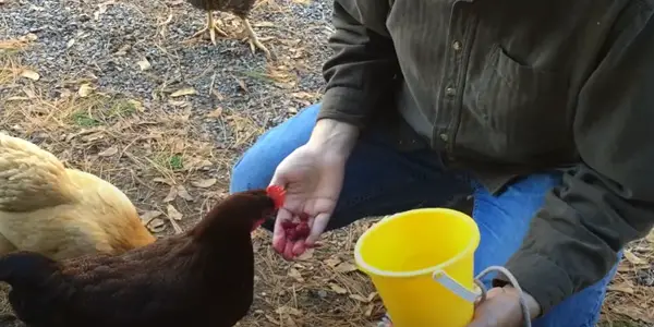 What Type of Raspberries Can Chickens Eat