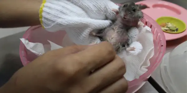 What are the Scent Glands in Dwarf Hamsters