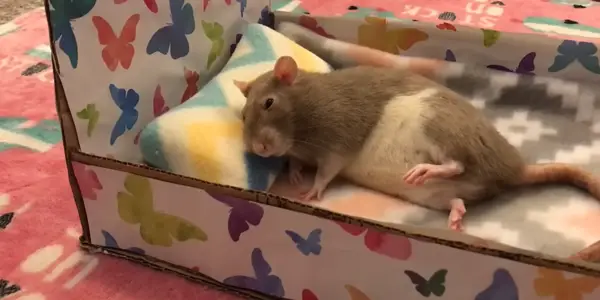 Rats Sleep The Open Eye Enigma Solved - kcpsfl0
