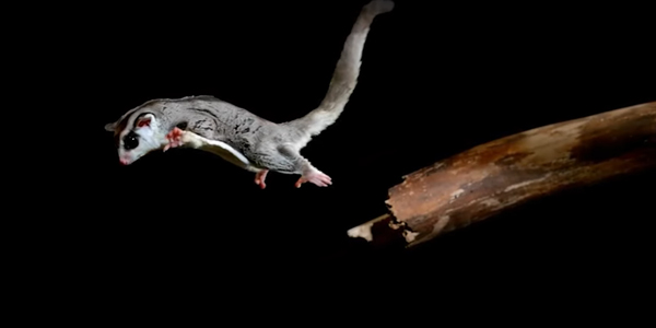 When Do Sugar Gliders Reach Full Size