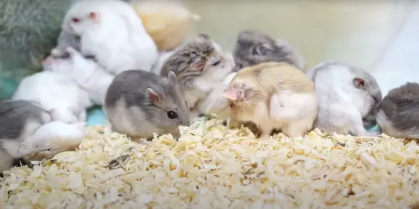 Why Are Hamsters so Fragile