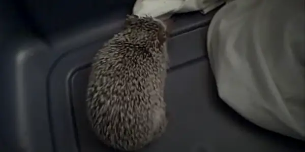 Why Do Hedgehogs Hiss