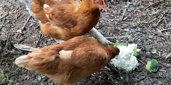 Why Do We Need to Keep Ducks Cool in Summer