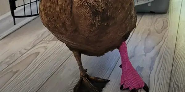 Why Do You Need to Wrap a Duck's foot