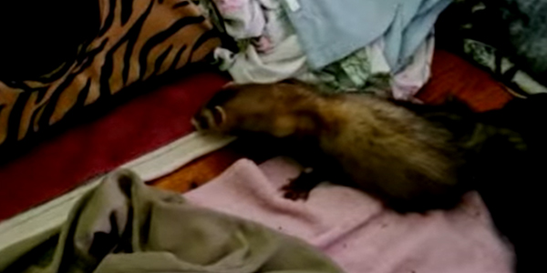 Why Does Ferret Acting Normal After Vomiting