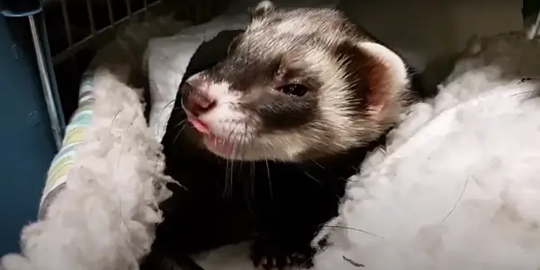 Why Does My Ferret Keep Sneezing