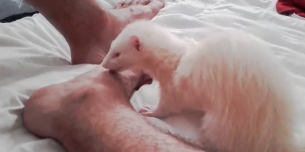 Why Does My Ferret Lick Me