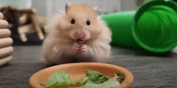 Why Does Your Hamster Might Have Scabs