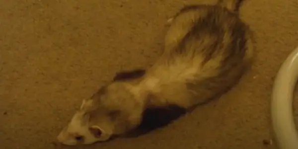 Why Does a Ferret Become Lethargic