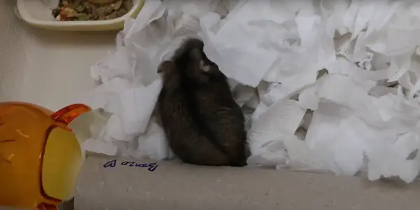 Why Is Your Hamster Losing Fur