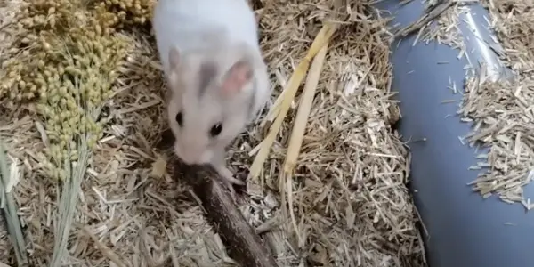 Why does Hamster Make Clicking Noise
