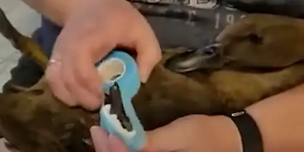 Wrapping a Duck’s Foot